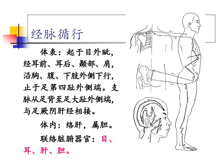 足少阳胆经课件.pptx_第2页