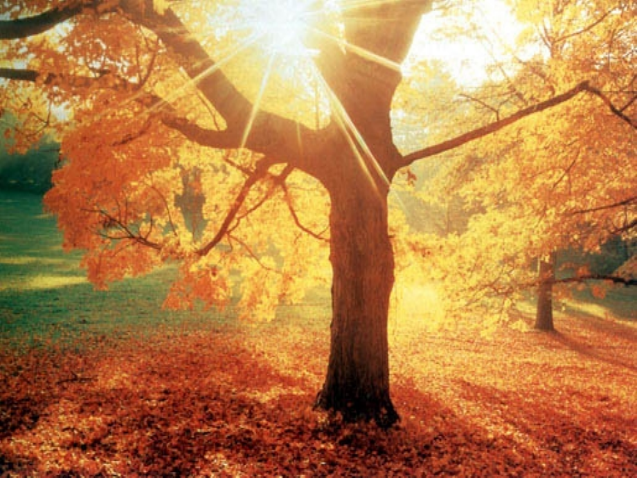 植物的激素调节高二生物公开课一等奖市赛课获奖课件.pptx_第2页