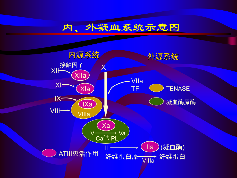 抗凝抗血小板类药物在血管疾病中的应用-医学课件.ppt_第2页