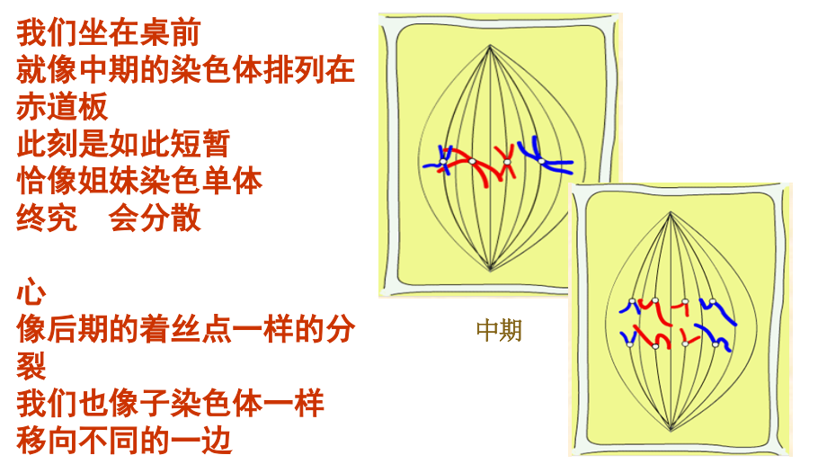 生物抒情诗增殖的离愁.ppt_第2页