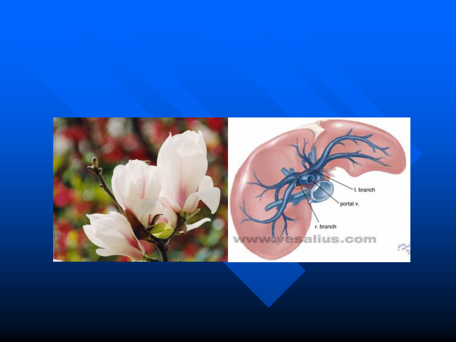 影像诊断07--肝胆胰脾.ppt_第1页