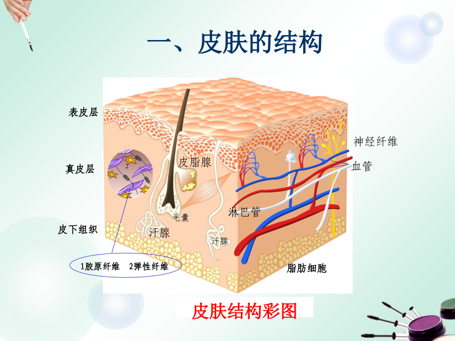 皮肤生理和透皮吸收讲义.ppt_第2页