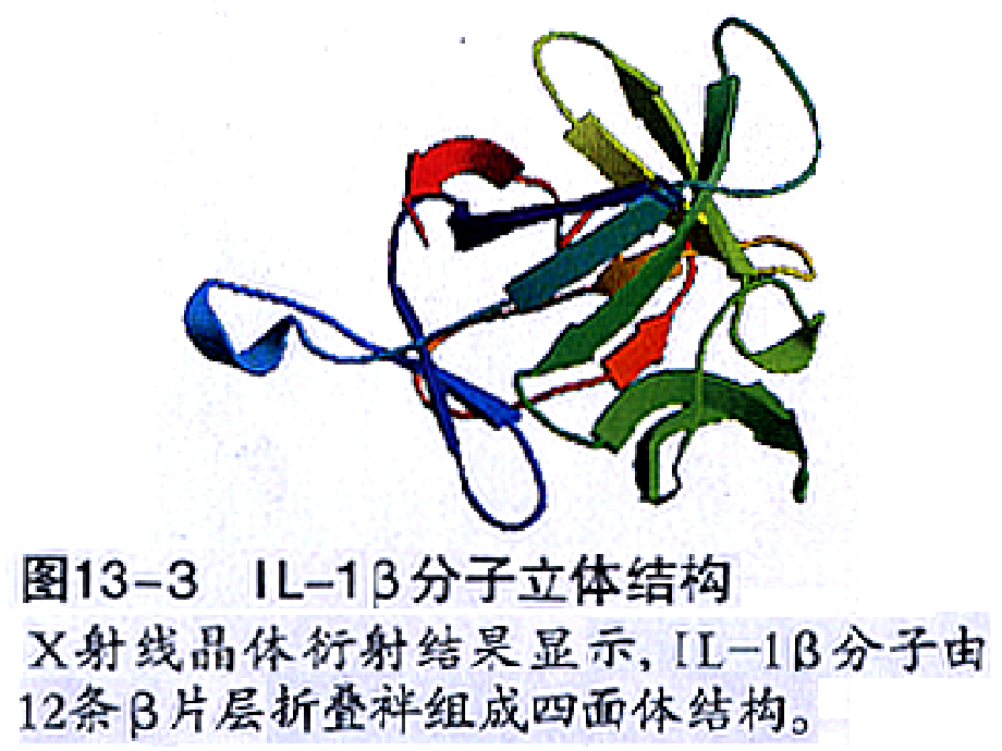 细胞因子各论.ppt_第2页