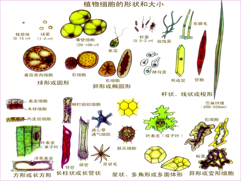 植物离体细胞发育的细胞学基础.ppt_第1页
