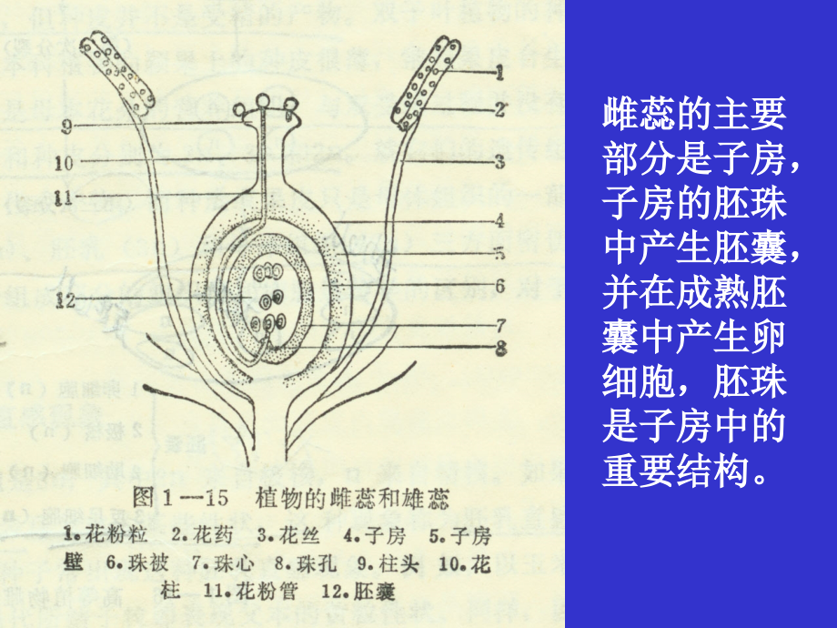 植物胚胎培养及离体授粉.ppt_第2页
