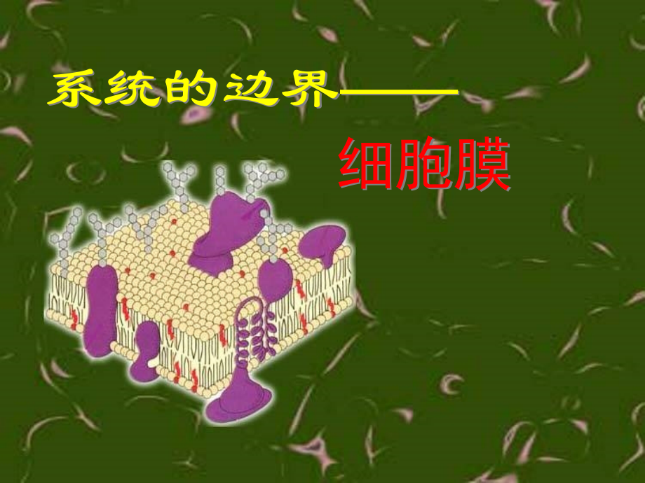 细胞膜系统的边界汇总.ppt_第2页