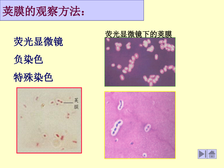 第一章-原核生物的形态、构造和功能(2)第一节-细菌.ppt_第1页