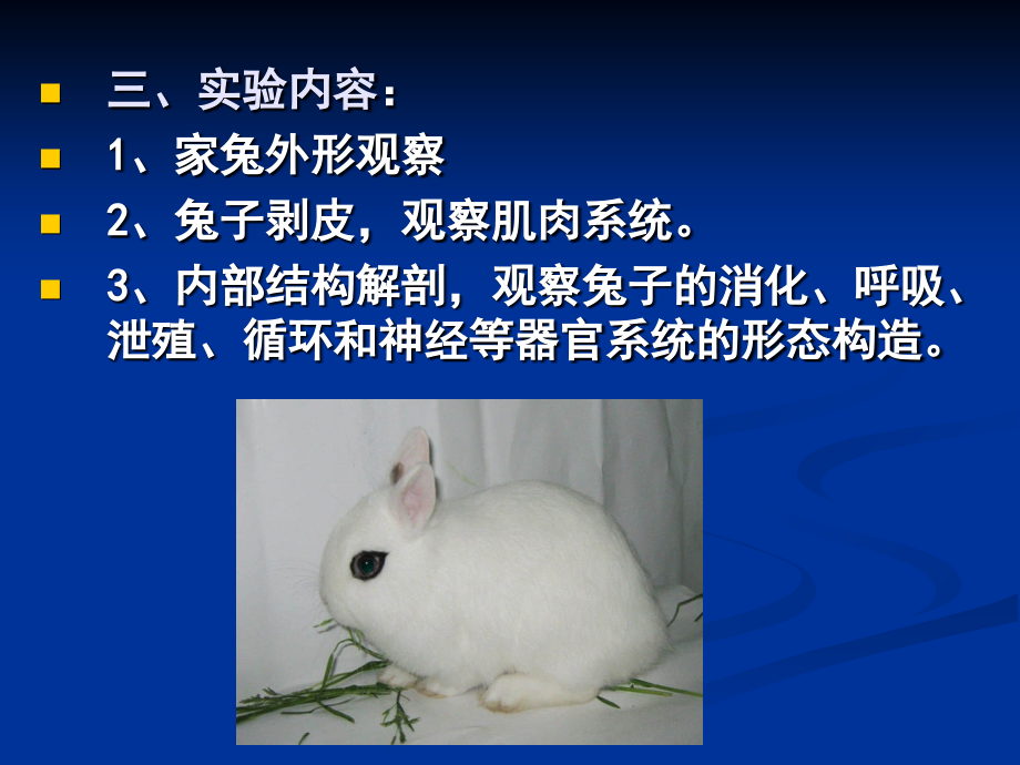 实验六兔子的解剖讲义.ppt_第2页