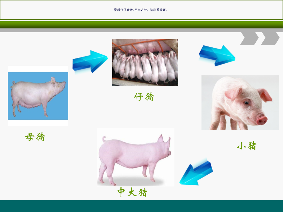 各阶段猪的养殖过程与疾病防治讲义课件.ppt_第1页