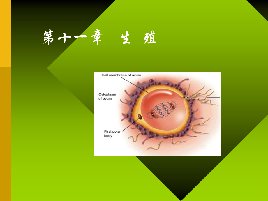 生殖——大学.ppt_第1页