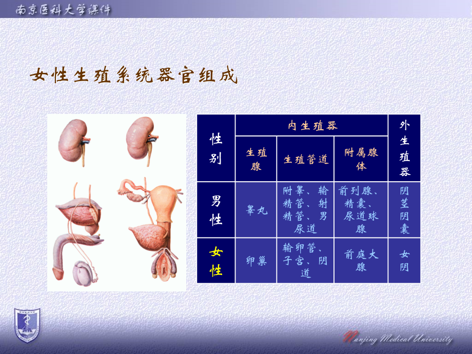 女生殖系统.ppt_第2页