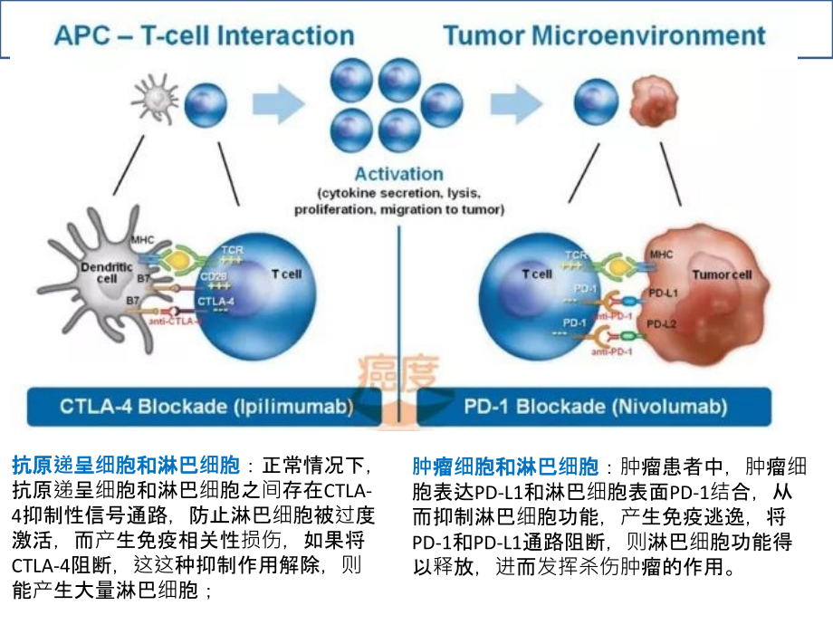 肺癌免疫治疗课件.ppt_第2页
