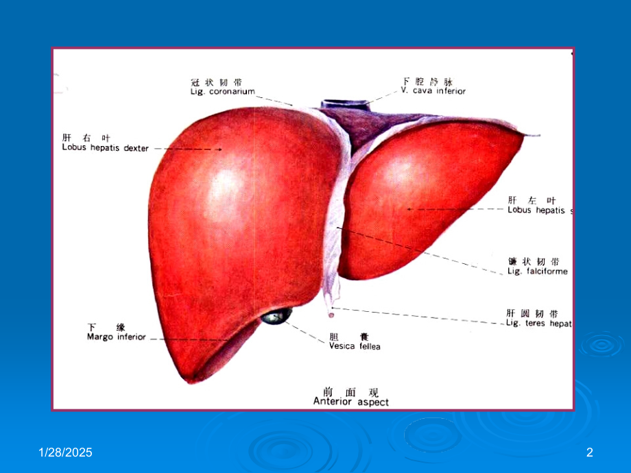 医学肝脏分段专题课件.ppt_第2页