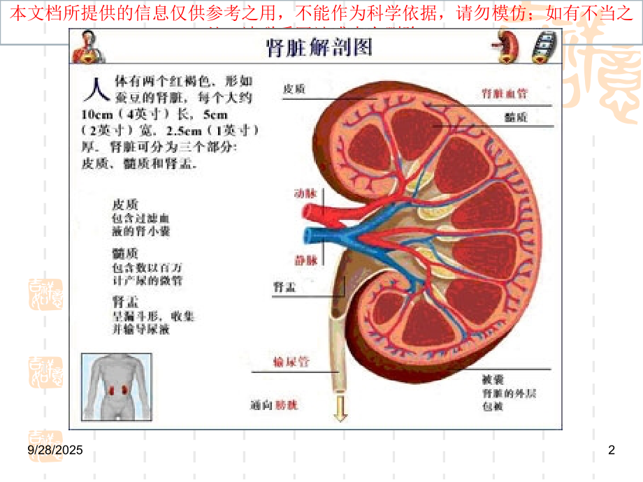 肾小球疾病教学培训课件.ppt_第2页