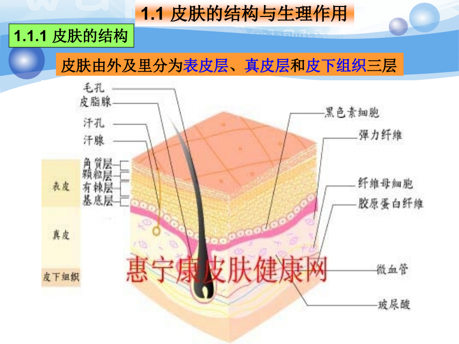 化妆品与皮肤结构生理PPT培训课件.ppt_第2页