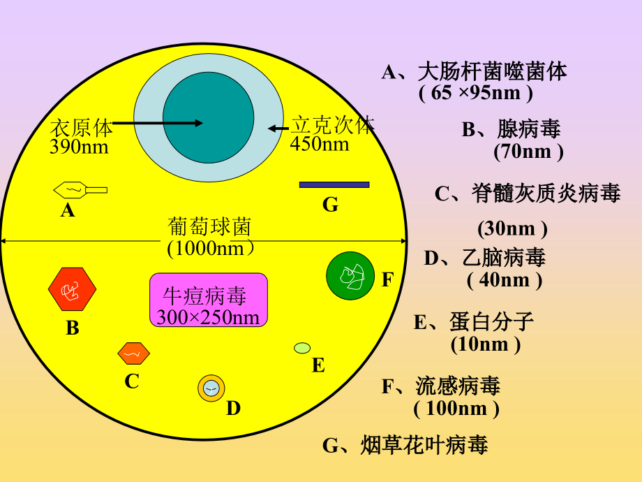 微生物检验-第三篇-病毒.ppt_第2页
