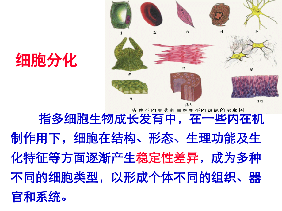 发育生物学——细胞分化的分子机制专题培训课件.ppt_第1页