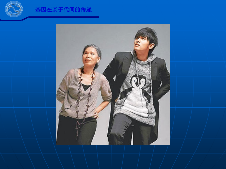 八年级生物下册第七单元第二章-第二节-基因在亲子代间的传递.ppt_第2页
