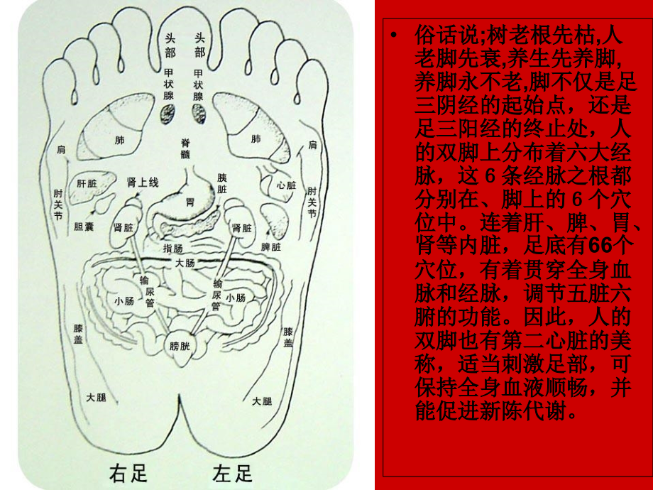 熏蒸桶对脚底按摩的好处讲义.ppt_第2页