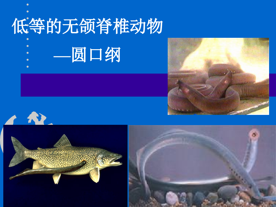 圆口动物.ppt_第1页