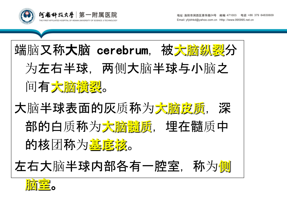 中枢神经系统解剖-端脑1.ppt_第2页