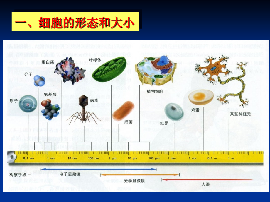普通生物学-3.-细胞的结构与通讯.ppt_第2页