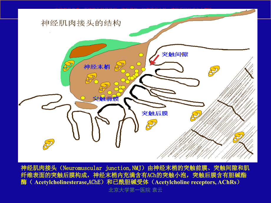 重症肌无力专题知识讲座课件.ppt_第2页
