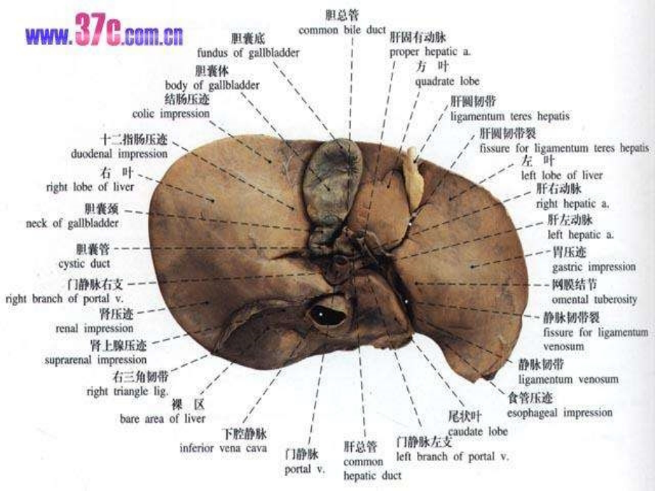 肝硬化111.ppt_第2页