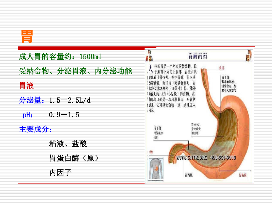 中药保健第五讲--酸碱体质与食物.ppt_第2页