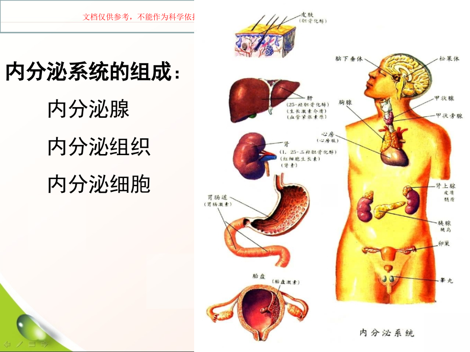 内分泌系统疾病培训课件.ppt_第1页