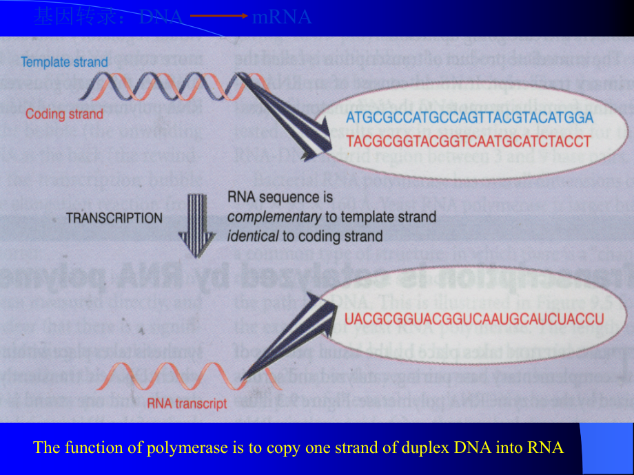 分子生物学第五章1.ppt_第2页