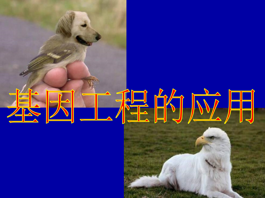 基因工程的应用(暂定版).ppt_第1页