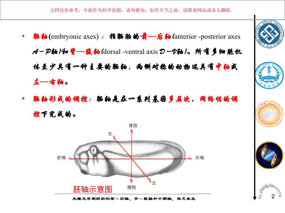 胚轴形成专题培训培训课件.ppt_第2页