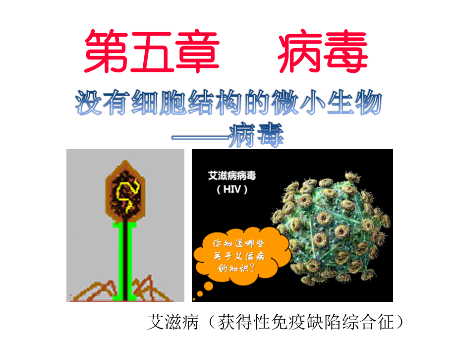 新人教版八年级生物上册-第五单元-生物圈中的其他生物-第五章-病毒-复习课件.ppt_第2页