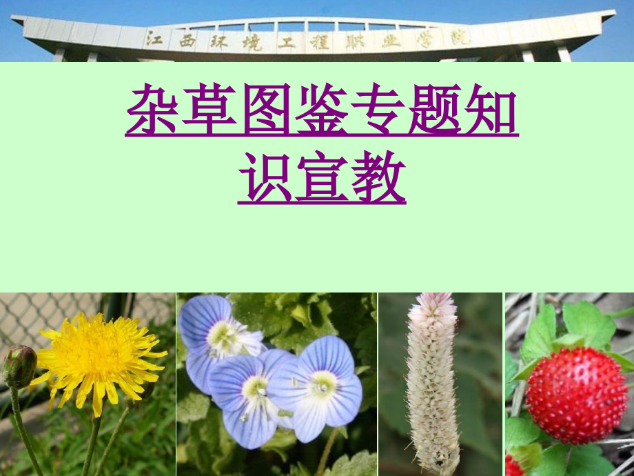 杂草图鉴专题知识宣教-PPT医学课件.ppt_第1页