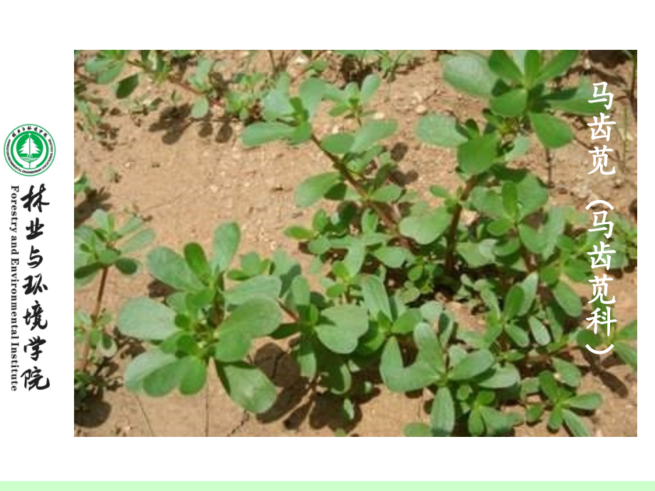 杂草图鉴专题知识宣教-PPT医学课件.ppt_第2页