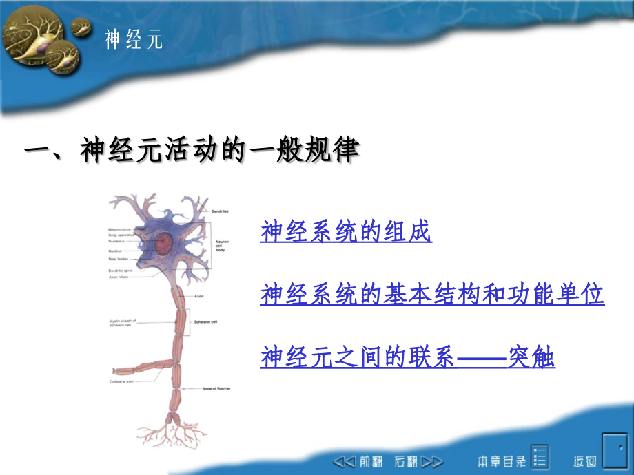 nervous-system第十章动物生理学.ppt_第1页
