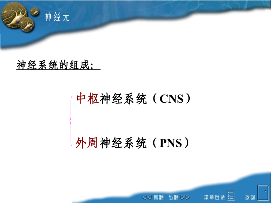 nervous-system第十章动物生理学.ppt_第2页