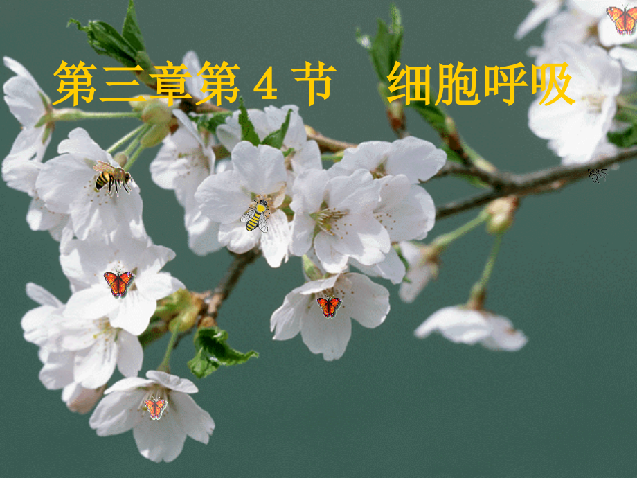 高中生物浙科版细胞呼吸课件.ppt_第1页