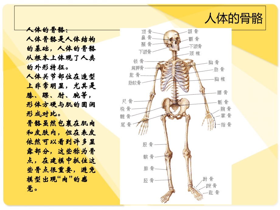 骨骼与肌肉人体解剖生理学.ppt_第1页