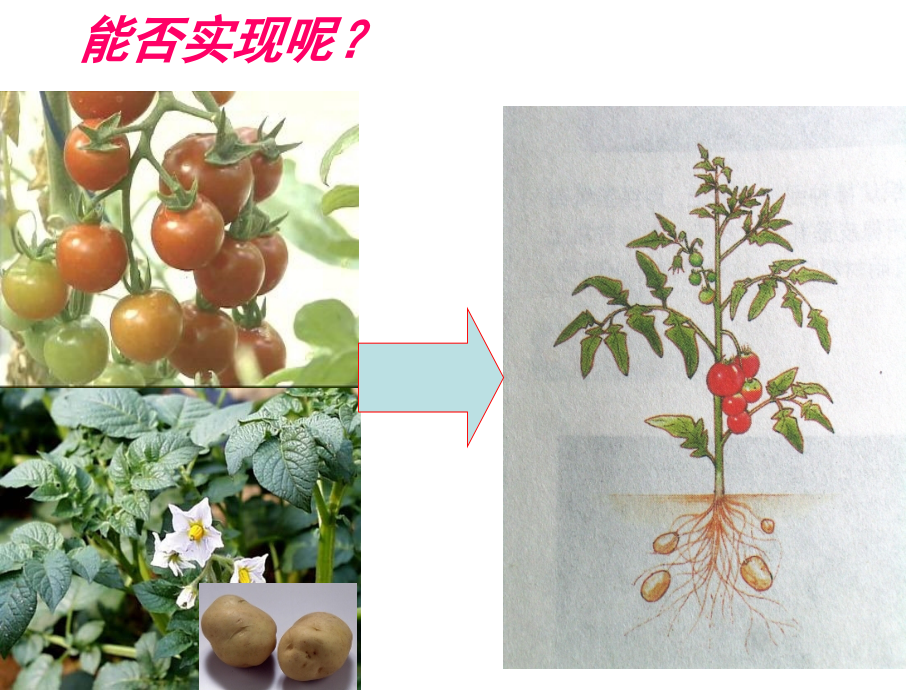 《生物选修3》2.1植物细胞工程.ppt_第1页