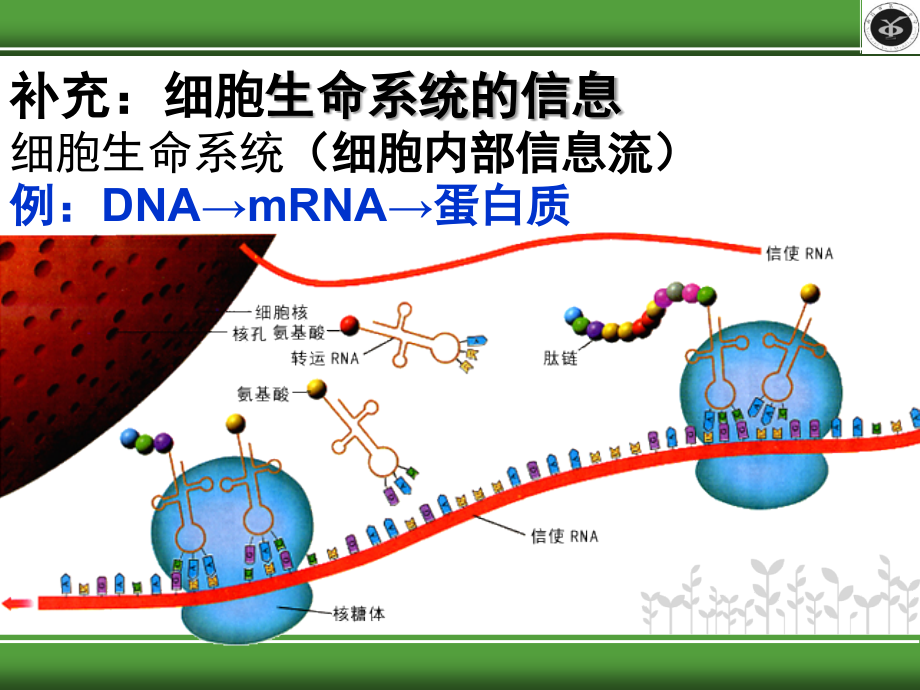 高中生物同步课件：5.4生态系统的信息传递(4)(人教版必修3).ppt_第2页