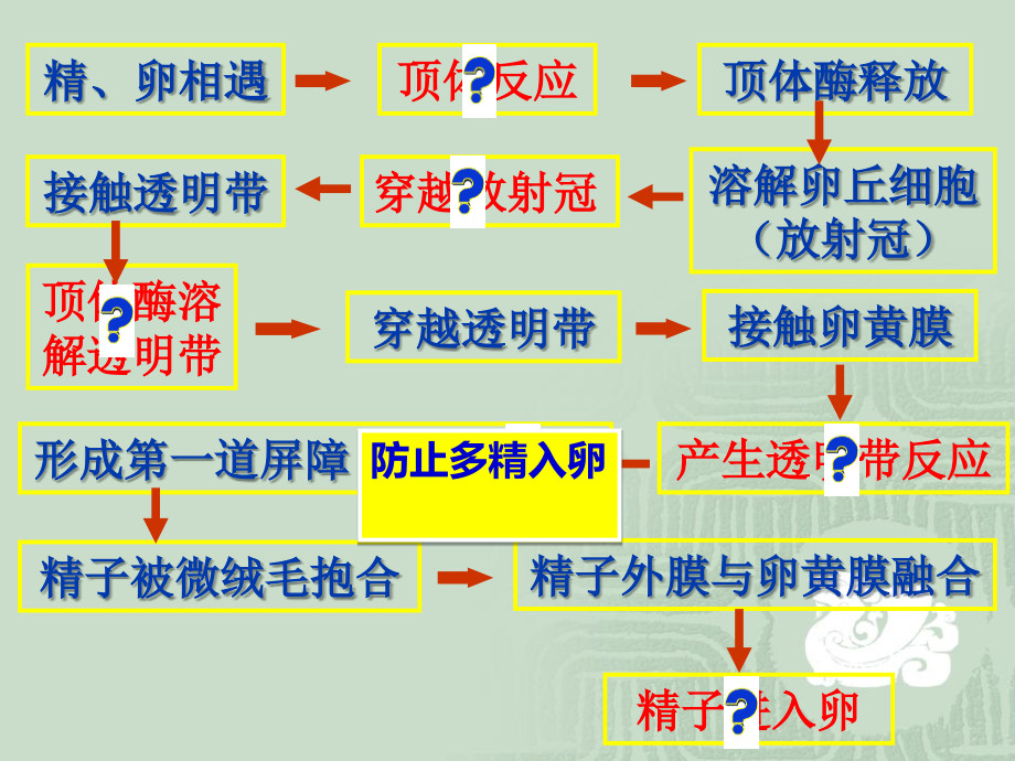 胚胎发育过程专题培训课件.ppt_第2页