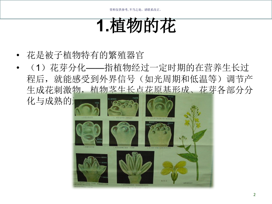 植物生殖器官的识别.ppt_第2页