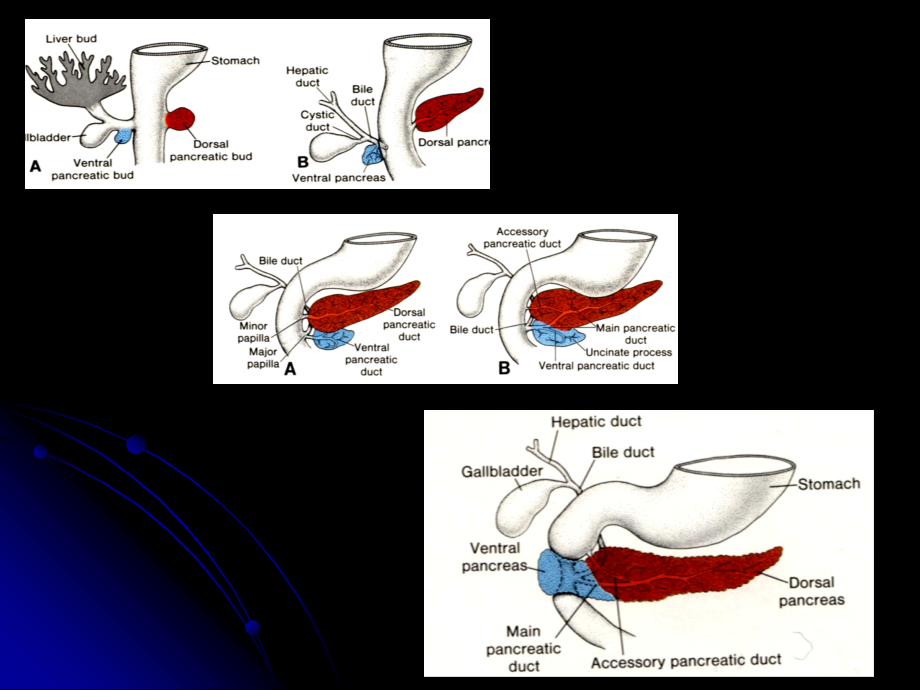 PPT医学课件胰腺胰腺解剖及功能讲义.ppt_第2页
