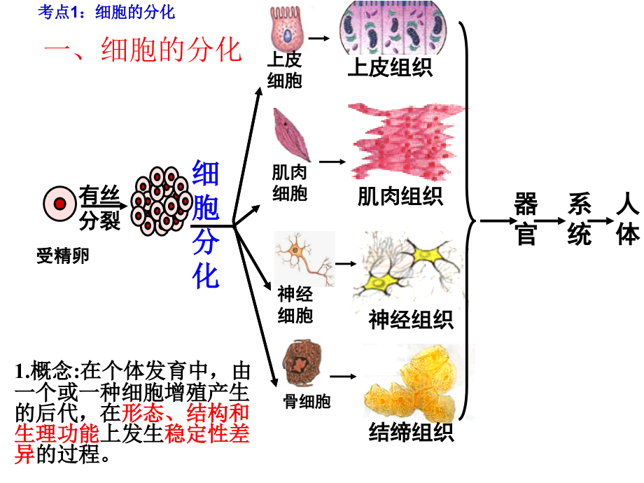高三一轮复习细胞分化.ppt_第1页