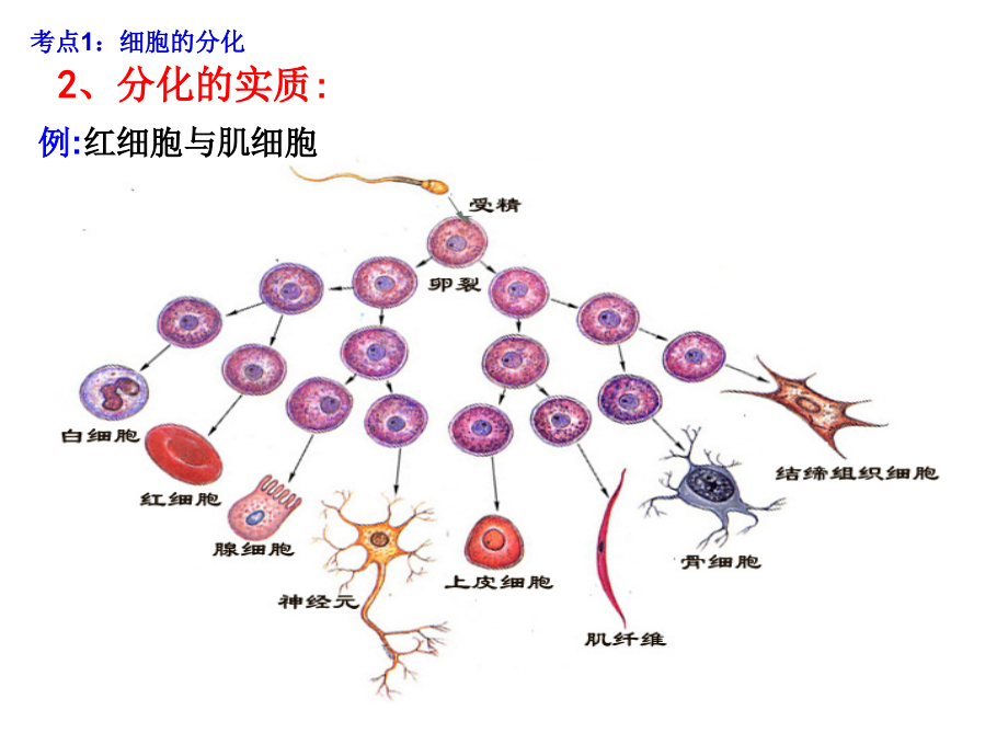 高三一轮复习细胞分化.ppt_第2页