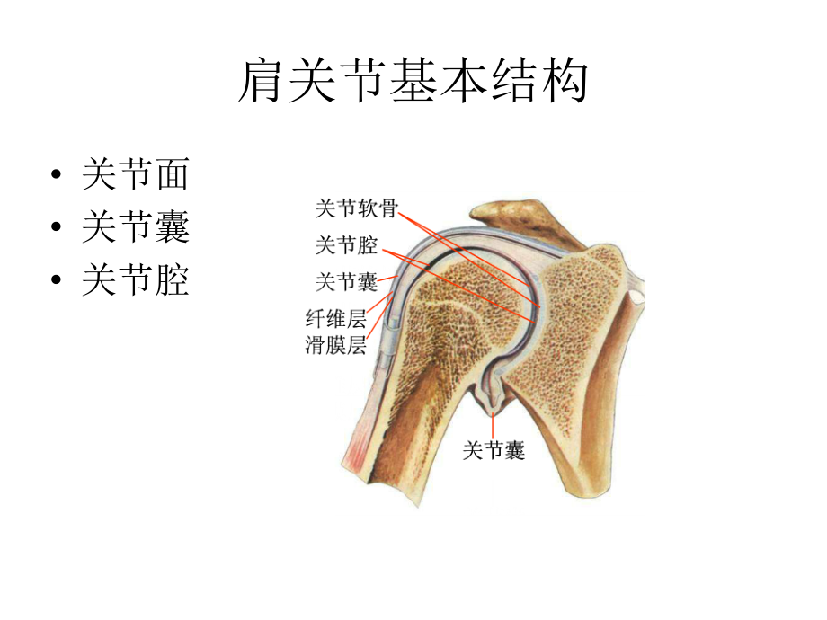医学肩关节功能解剖.ppt_第2页