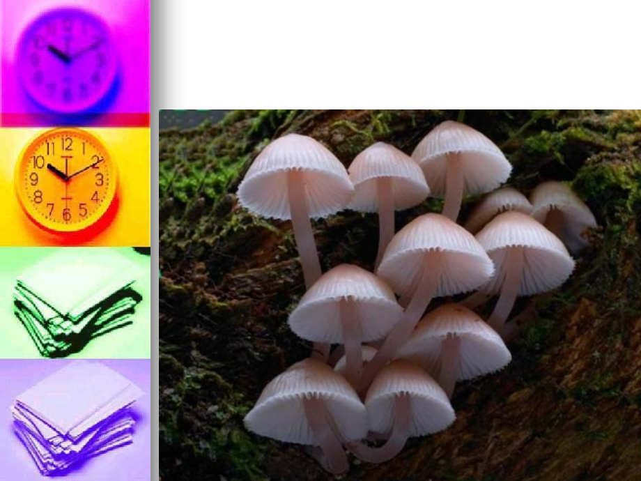 食品安全与合理营养.ppt_第2页