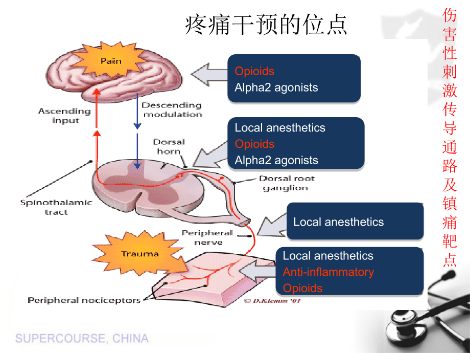 阿片受体的功能差异与镇痛药的选择-医学课件.ppt_第2页